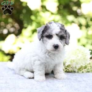 Rolo, Bich-Poo Puppy